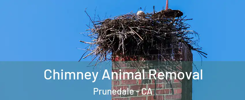 Chimney Animal Removal Prunedale - CA